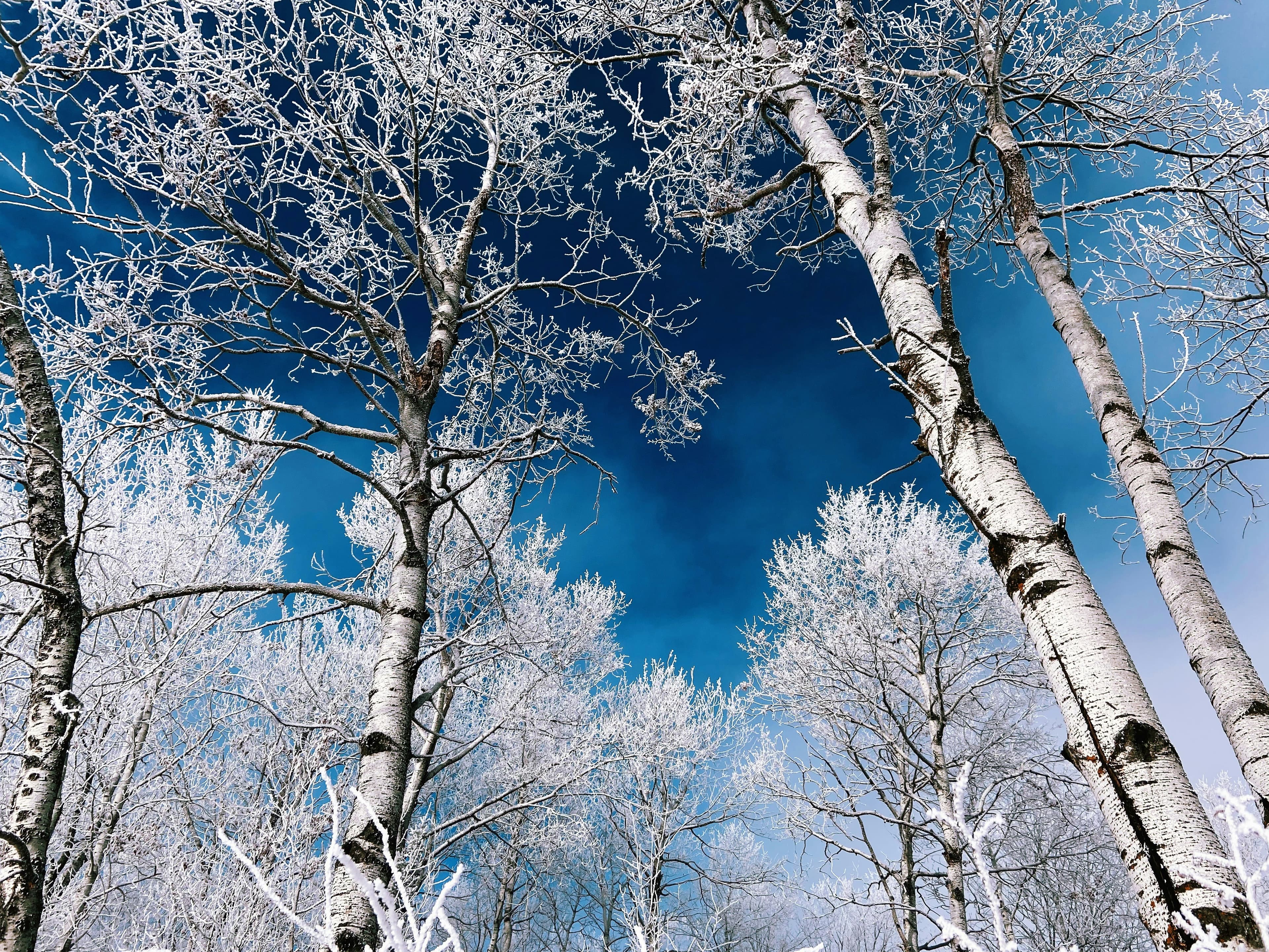 Frost-covered birch trees against a deep blue winter sky